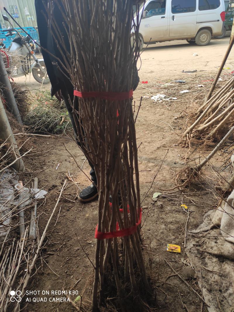 银杏苗银杏树苗南方北方都可种植，基地直发