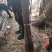 银杏苗银杏树苗南方北方都可种植，基地直发