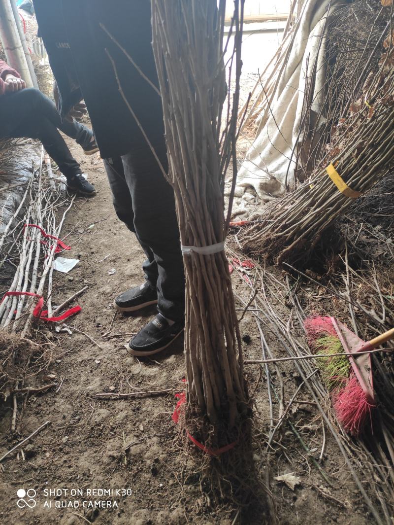 银杏苗银杏树苗南方北方都可种植，基地直发