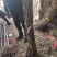 银杏苗银杏树苗南方北方都可种植，基地直发