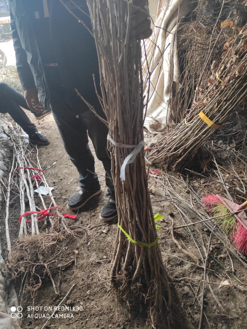 银杏苗银杏树苗南方北方都可种植，基地直发