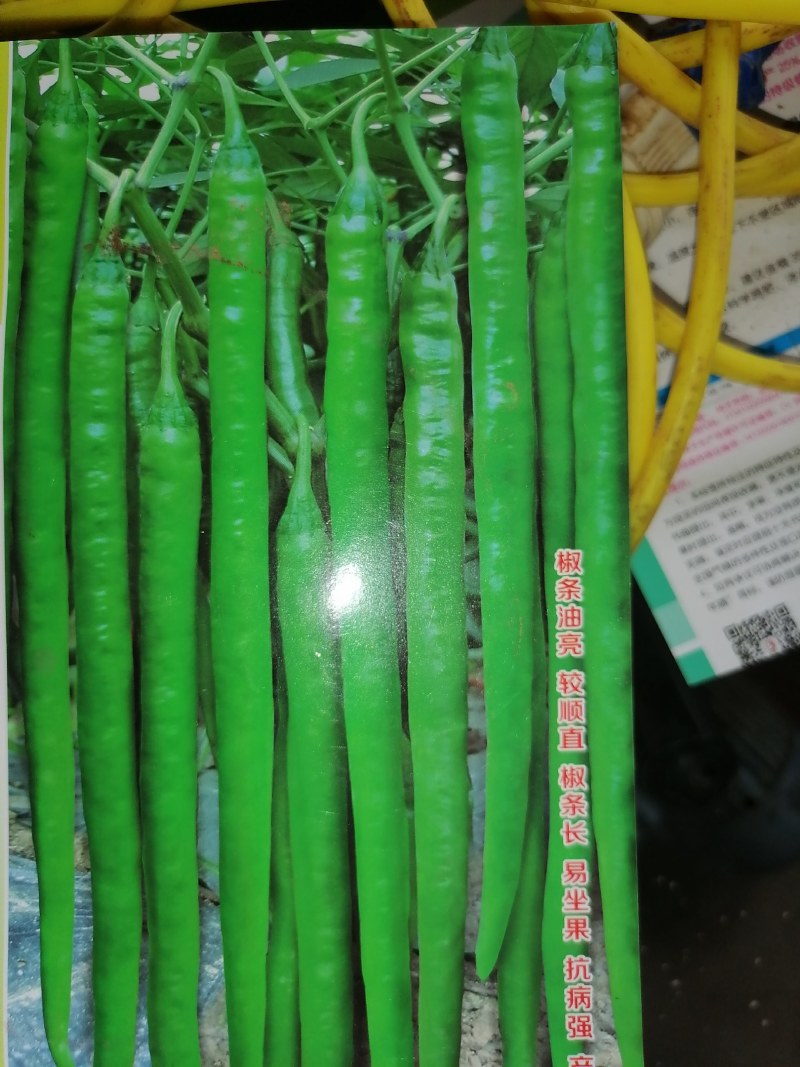 线辣椒苗，二炮辣椒苗，螺丝辣椒苗大量出货中，可发全国