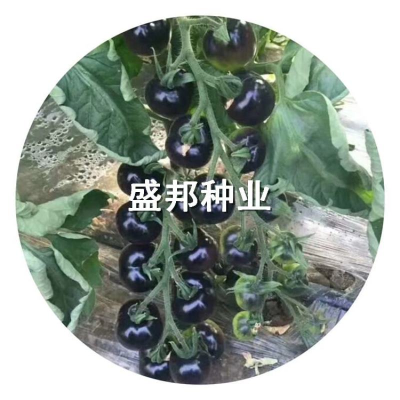 圣女果苗千禧贝贝彩色小柿子苗