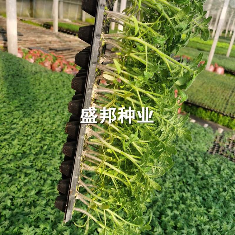圣女果苗千禧贝贝彩色小柿子苗