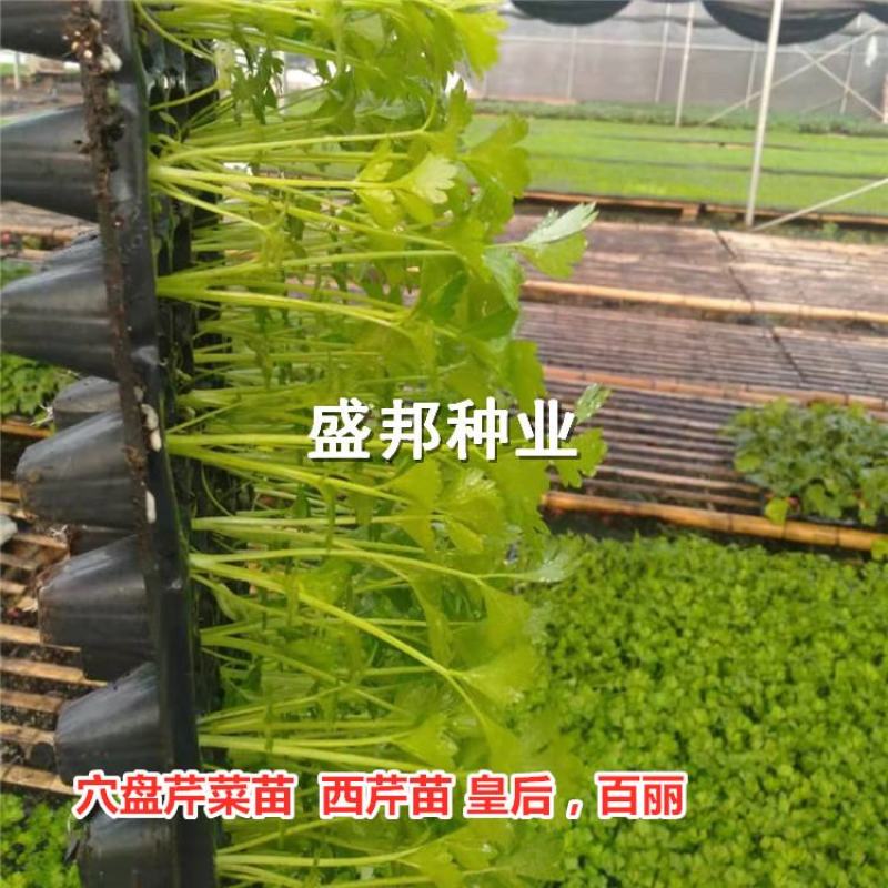 芹菜苗穴盘芹菜苗地拔芹菜苗西芹品种