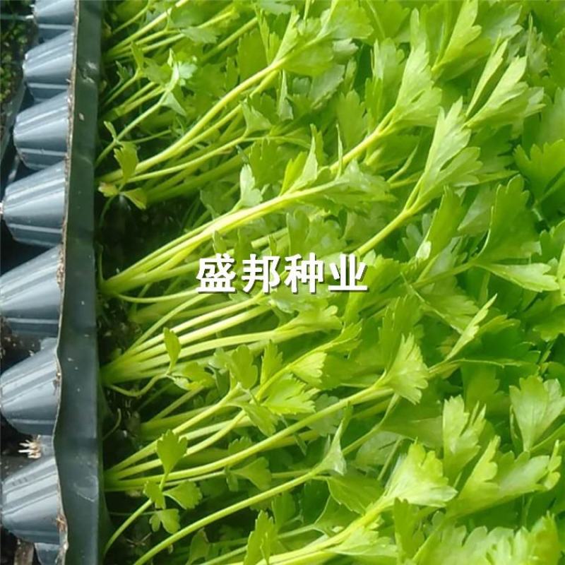 芹菜苗穴盘芹菜苗地拔芹菜苗西芹品种