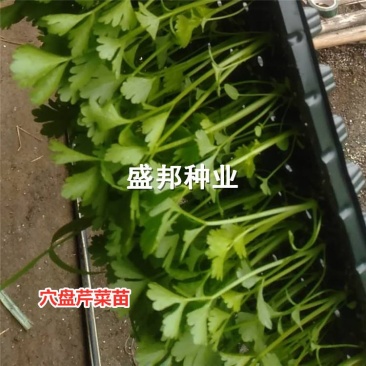 芹菜苗穴盘芹菜苗地拔芹菜苗西芹品种