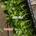 芹菜苗穴盘芹菜苗地拔芹菜苗西芹品种