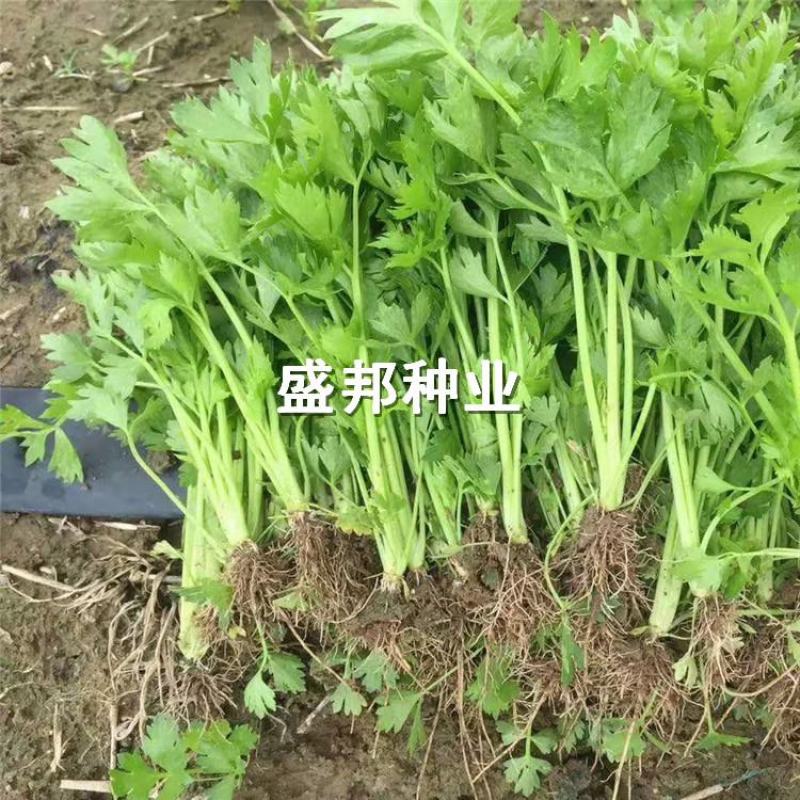 芹菜苗穴盘芹菜苗地拔芹菜苗西芹品种