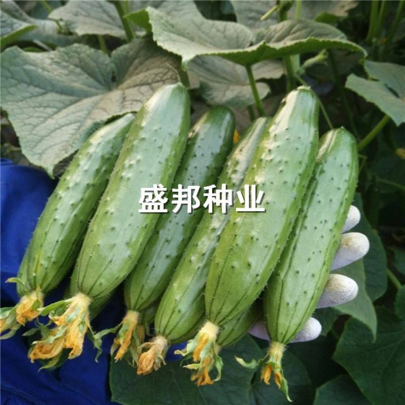 水果黄瓜种苗大刺溜旱黄瓜苗