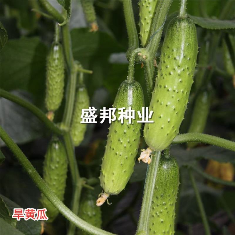 水果黄瓜种苗大刺溜旱黄瓜苗