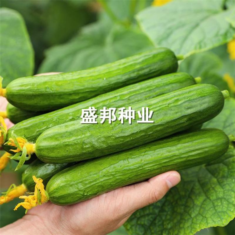 水果黄瓜种苗大刺溜旱黄瓜苗