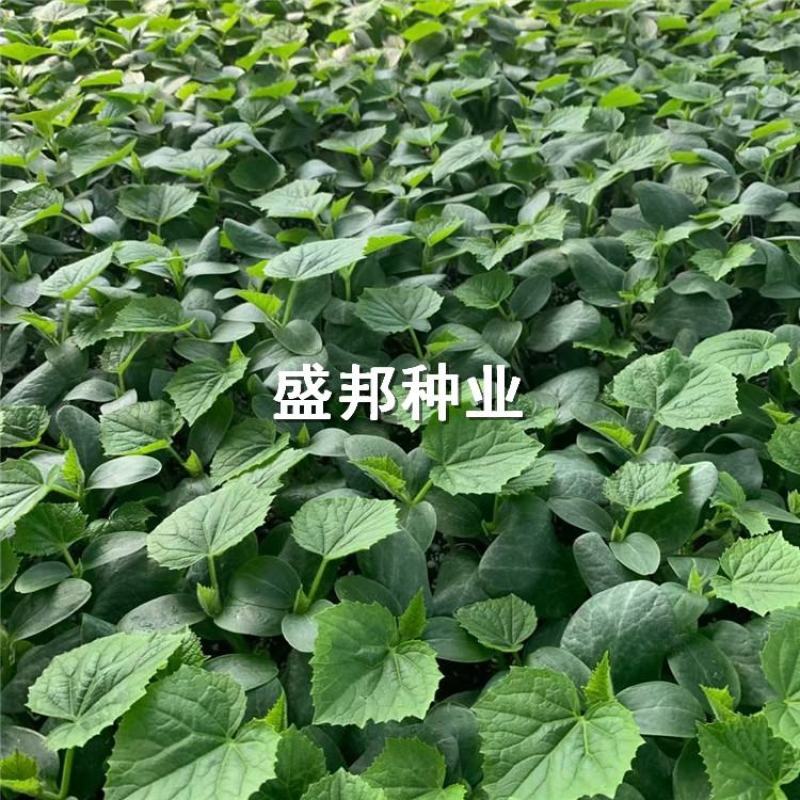 水果黄瓜种苗大刺溜旱黄瓜苗