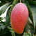 海南三亚树上熟贵妃芒果红金龙树上自然成熟甜度高芒果