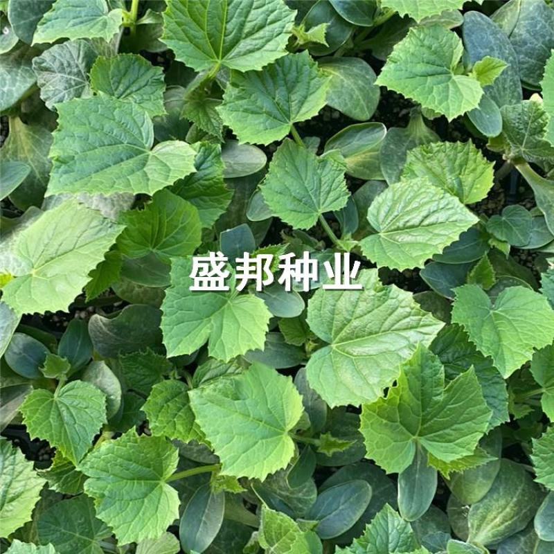 强雌大黄瓜苗全雌大黄瓜苗黄瓜种苗油亮型