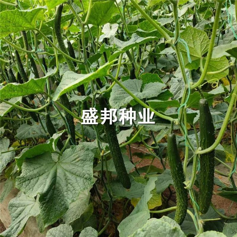 强雌大黄瓜苗全雌大黄瓜苗黄瓜种苗油亮型