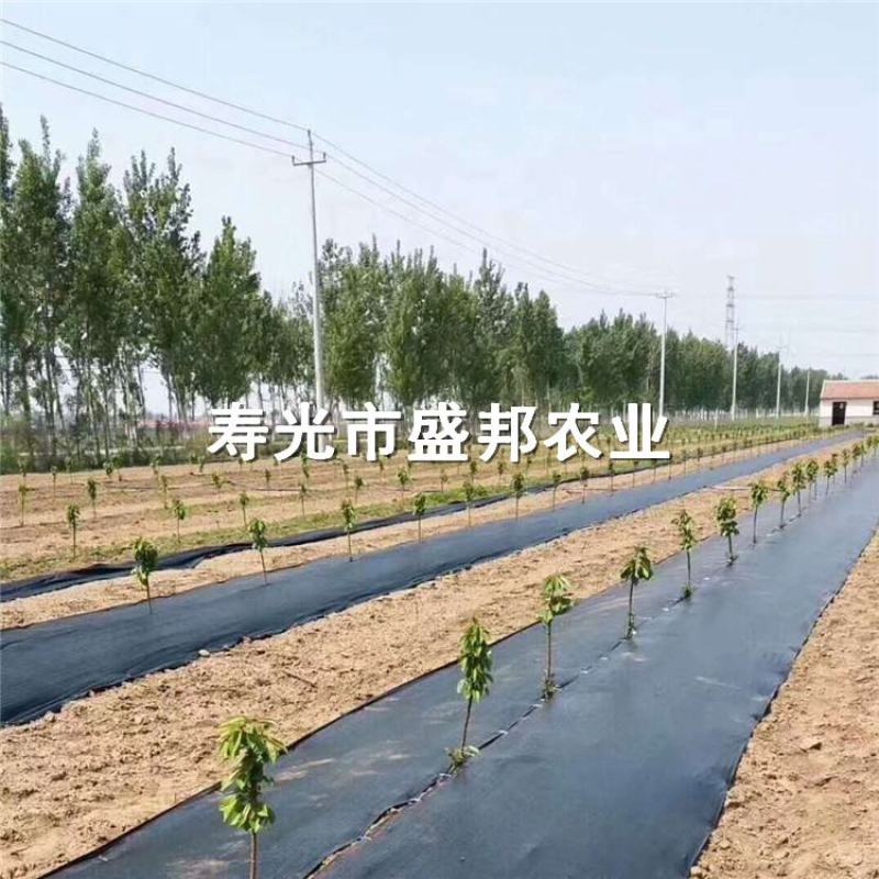 园艺地布果园防草布除草布支持定做