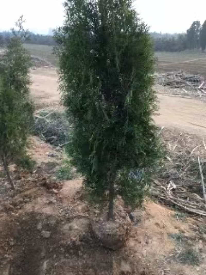 塔柏，绿化苗木，存活率高，规格可要求，各种规格都有，