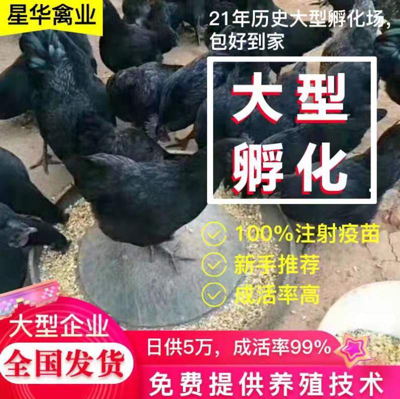 鸡苗五黑脱温鸡苗！出壳苗，