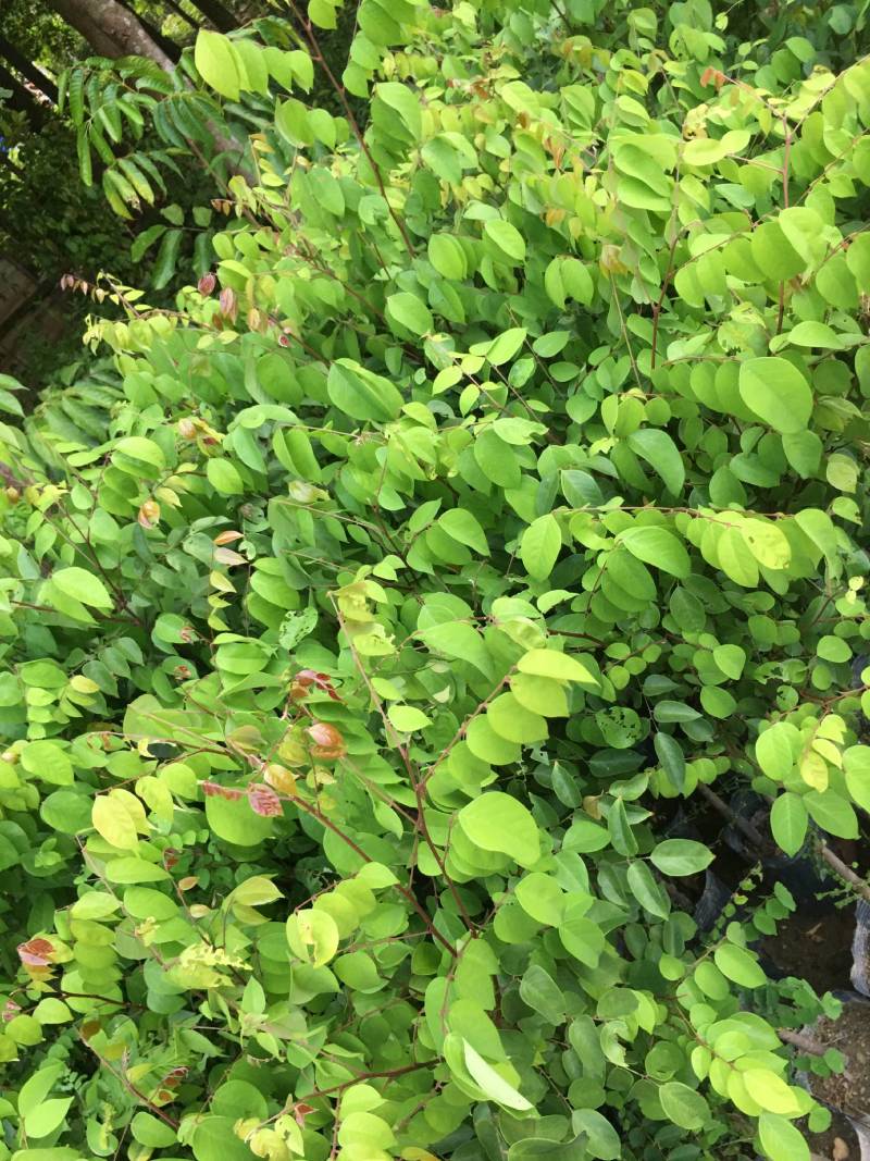 嫁接杨桃中杯苗，靓货果苗