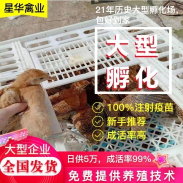 青脚土鸡脱温鸡脱温苗量大专车送货上门250克以下