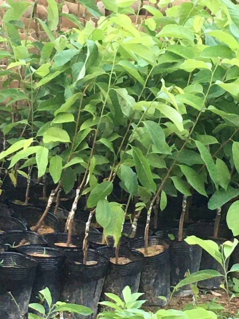 嫁接释迦果苗中杯苗释迦果树苗释迦果苗嫁接苗