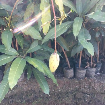 嫁接金皇芒果苗靓货果苗