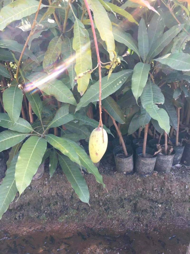 嫁接金皇芒果苗靓货果苗