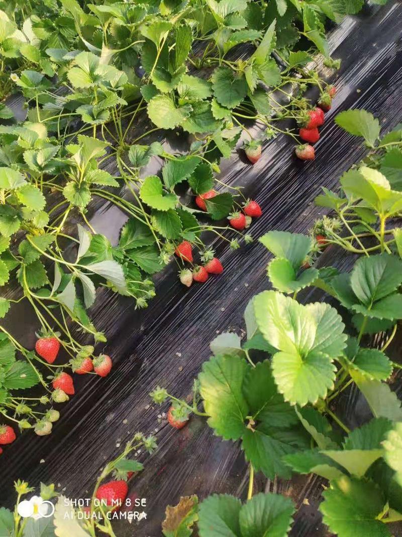 【诚信商家】香野草莓苗，南北方种植，植根系发达，保证成活