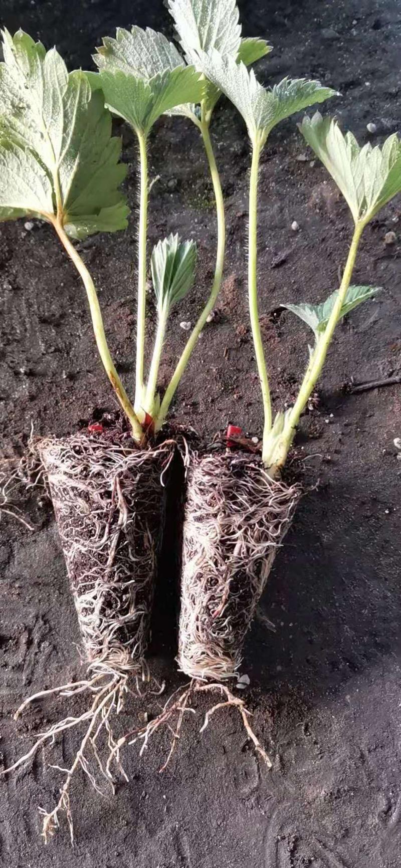 【诚信商家】香野草莓苗，南北方种植，植根系发达，保证成活