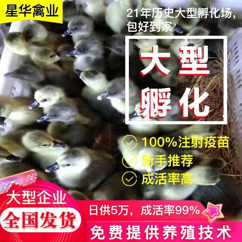 灰鹅苗60~70g！公苗，母苗，统货！