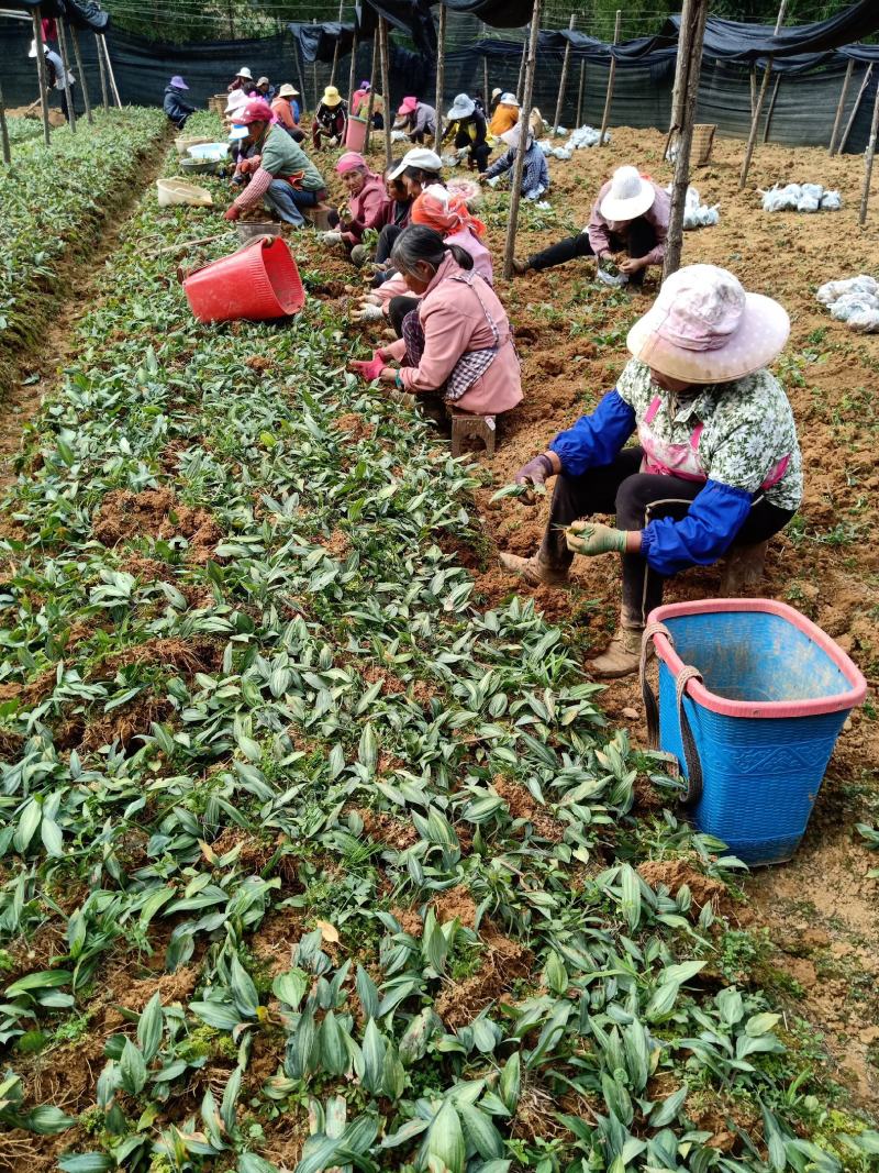 黄精苗基地直发(滇黄精，多花黄精种苗)现挖现卖，保证质