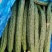 万亩密刺黄瓜，鲜花带刺22-25公分，货源充足