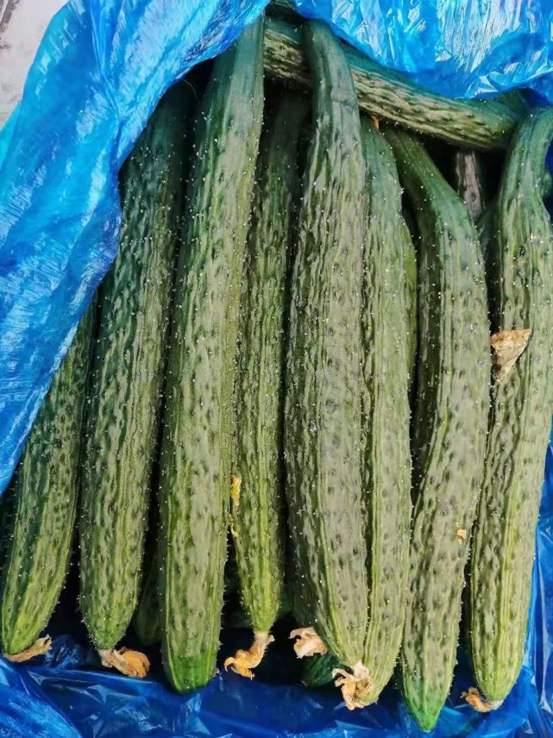 万亩密刺黄瓜，鲜花带刺22-25公分，货源充足