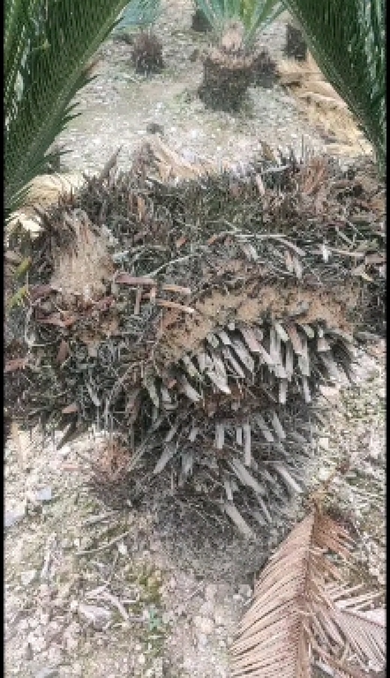 缀化铁树，造型独特，优雅大方。基地直销，物美价廉。