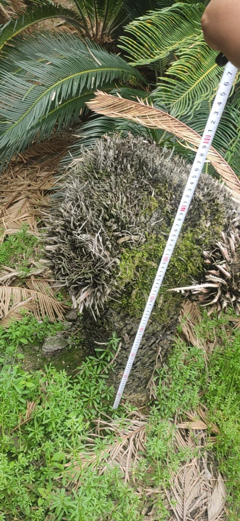 缀化铁树，造型独特，优雅大方。基地直销，物美价廉。