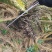 缀化铁树，造型独特，优雅大方。基地直销，物美价廉。