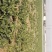 蔬菜基地大量出售菜花