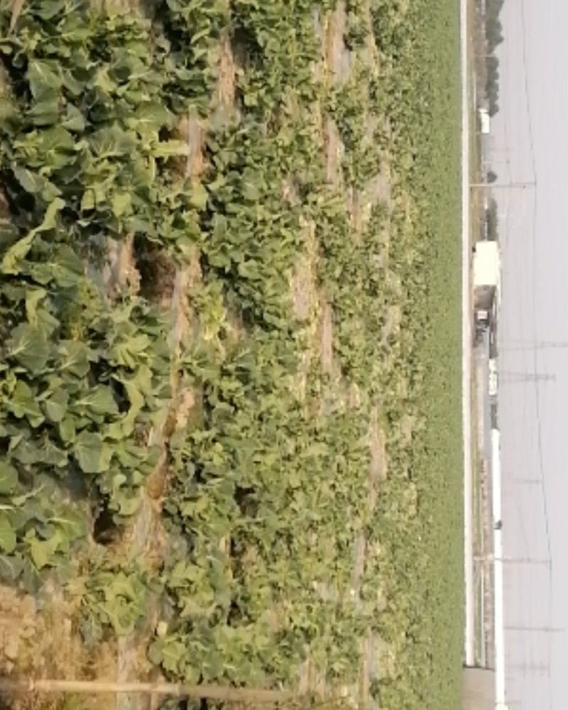 蔬菜基地大量出售菜花