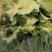 蔬菜基地大量出售菜花
