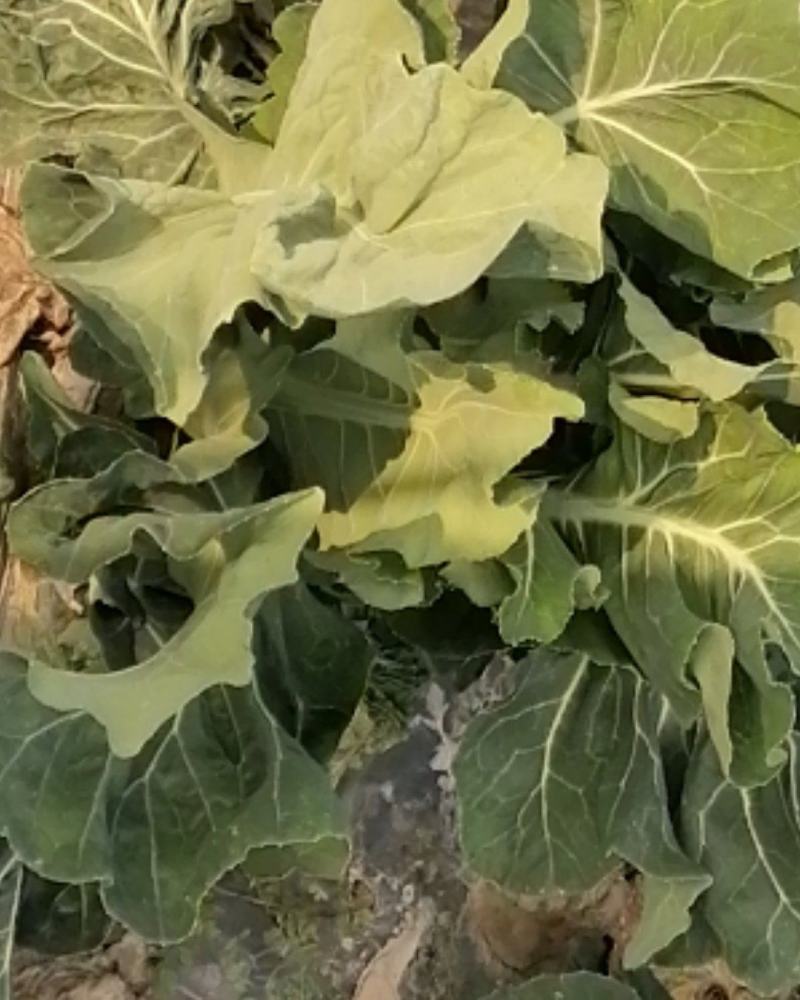 蔬菜基地大量出售菜花