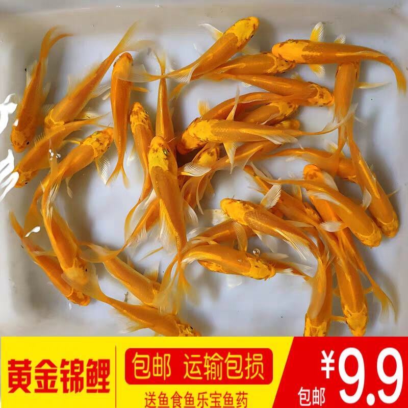 金鱼龙凤黄金锦鲤观赏金鱼活体特价包邮包损