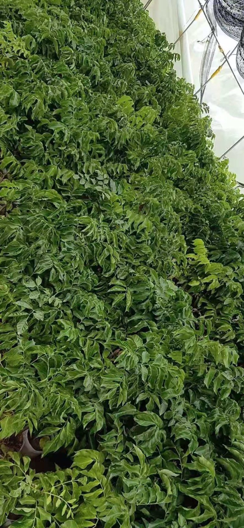 正品嫁接贵妃黄皮苗，产量高，易结果，耐寒品种