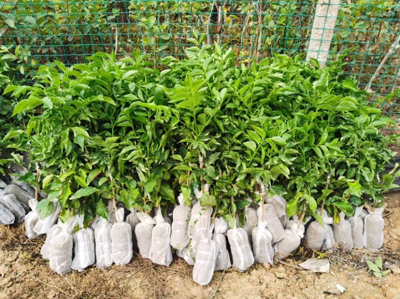 正品嫁接贵妃黄皮苗，产量高，易结果，耐寒品种