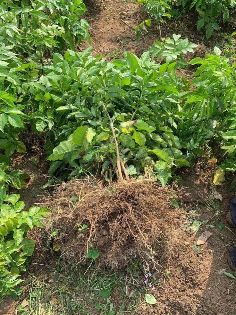 正品嫁接贵妃黄皮苗，产量高，易结果，耐寒品种
