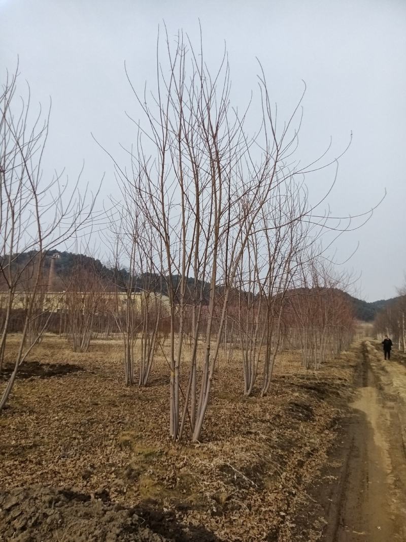 丛生紫叶稠李，紫叶稠李，丛生美国红枫，美国红枫，红枫扦插