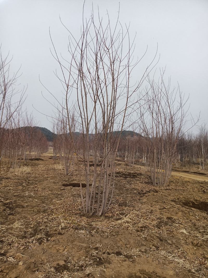 丛生紫叶稠李，紫叶稠李，丛生美国红枫，美国红枫，红枫扦插