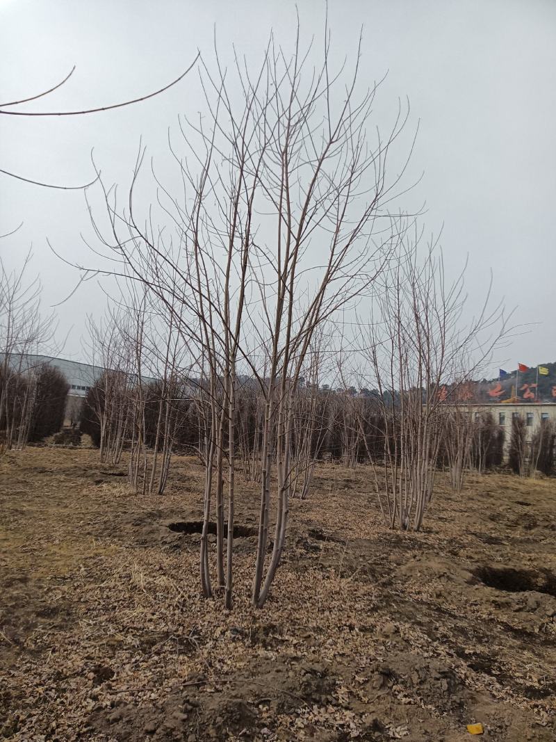 丛生紫叶稠李，紫叶稠李，丛生美国红枫，美国红枫，红枫扦插