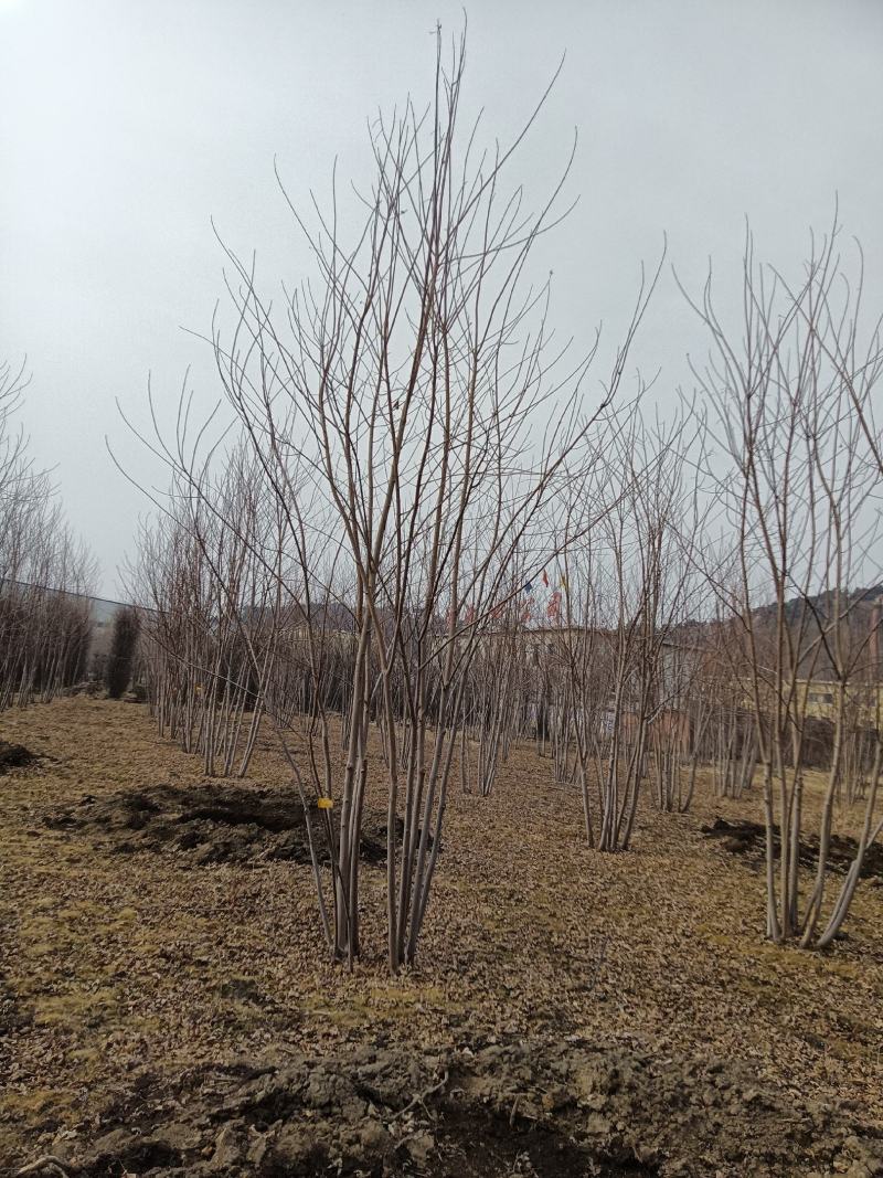 丛生紫叶稠李，紫叶稠李，丛生美国红枫，美国红枫，红枫扦插