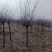 独干红叶榆叶梅，独干榆叶梅，榆叶梅，榆叶梅干球，榆叶梅苗
